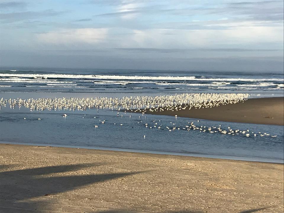 Webb'S Scenic Surf Hotel Cannon Beach Luaran gambar
